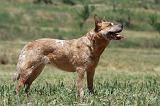 BOUVIER AUSTRALIEN 331